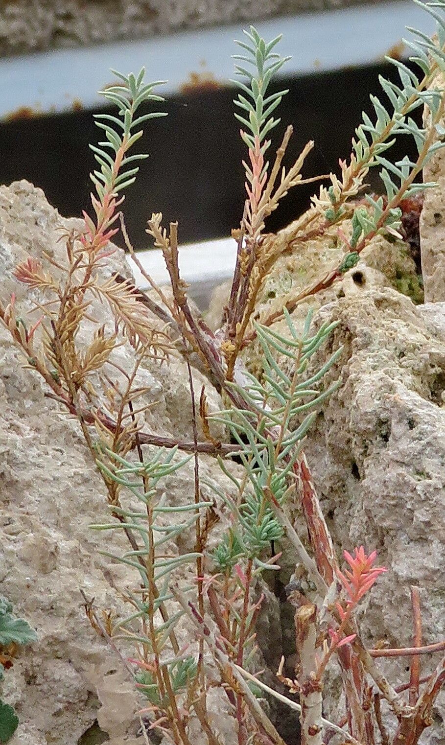 Reaumuria songarica leaf