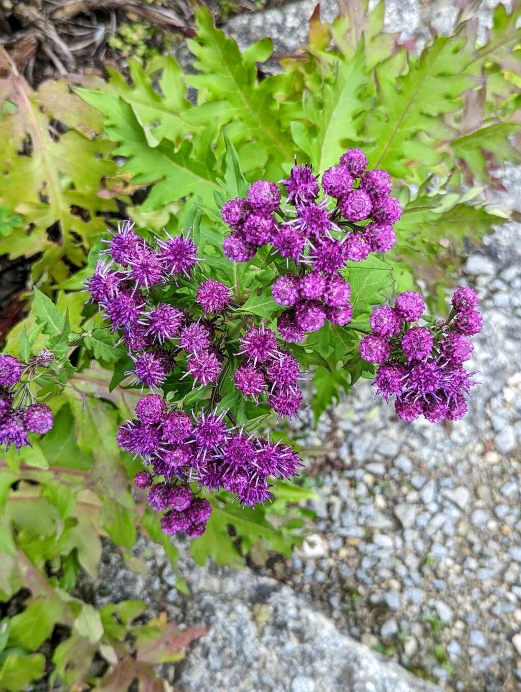 Saussurea pulchella flower