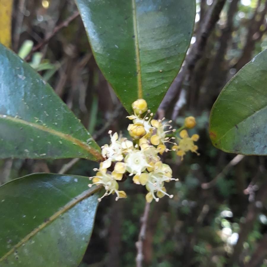 Syzygium borbonicum flower