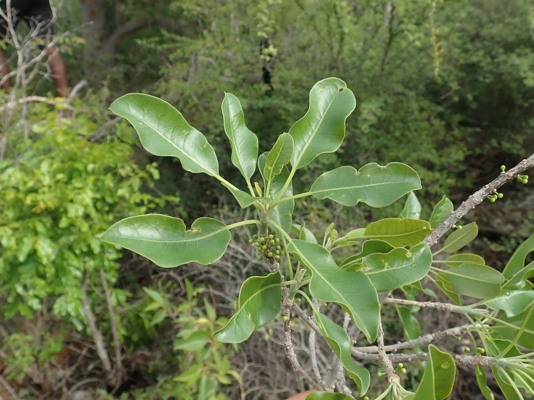 Sideroxylon saxorum — houseplant care guide