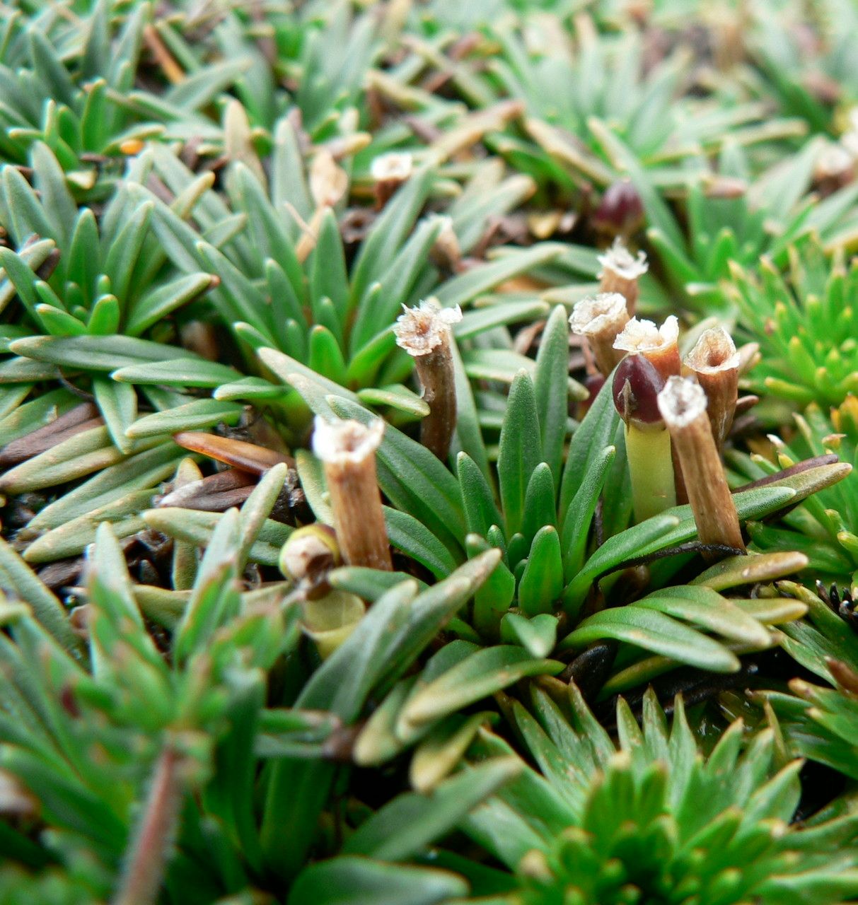 Plantago rigida flower