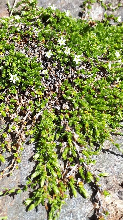 Minuartia rupestris — houseplant care guide