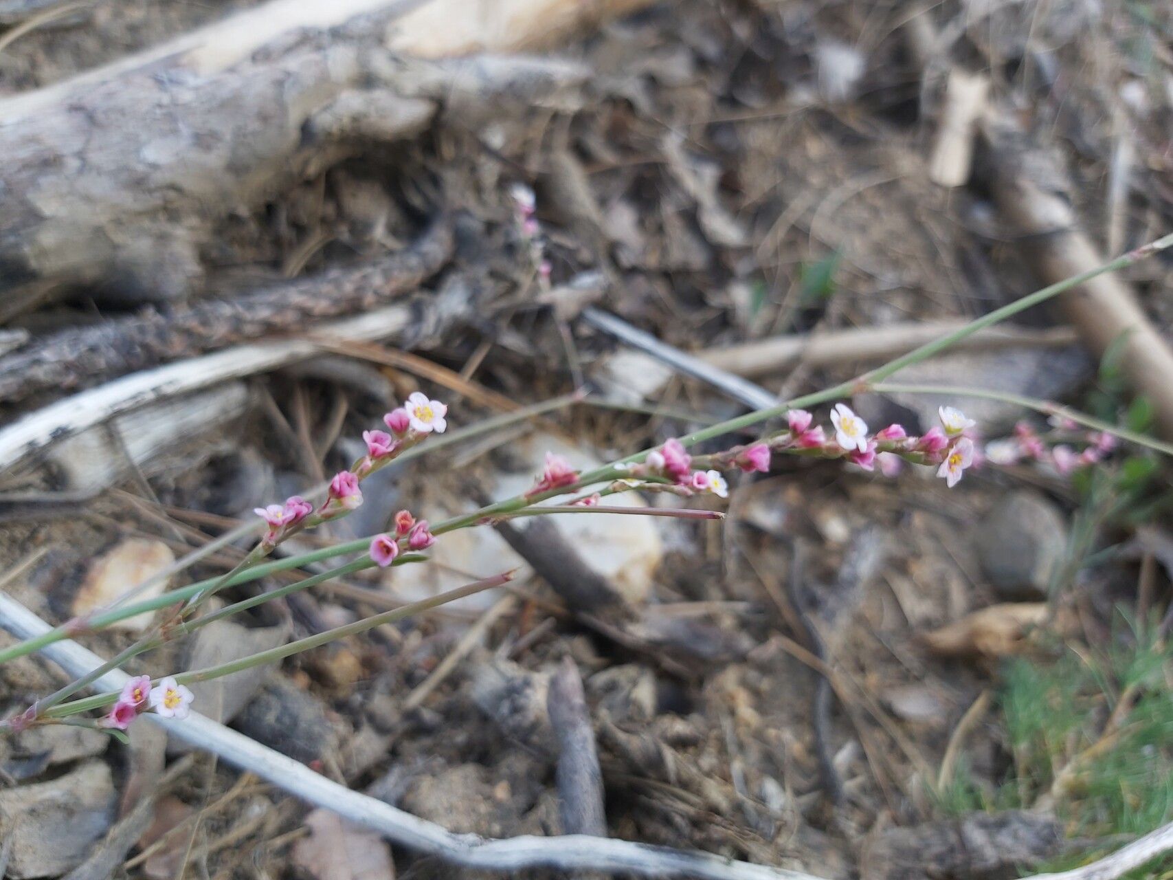 Polygonum arenarium flower