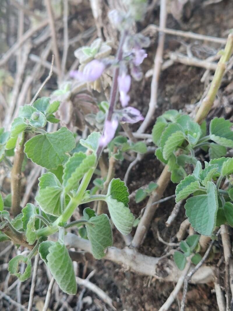 Coleus lactiflorus — search result for 'Coleus'