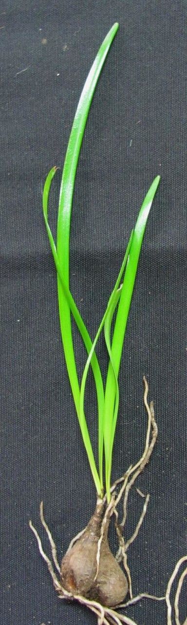 Zephyranthes Lindleyana other