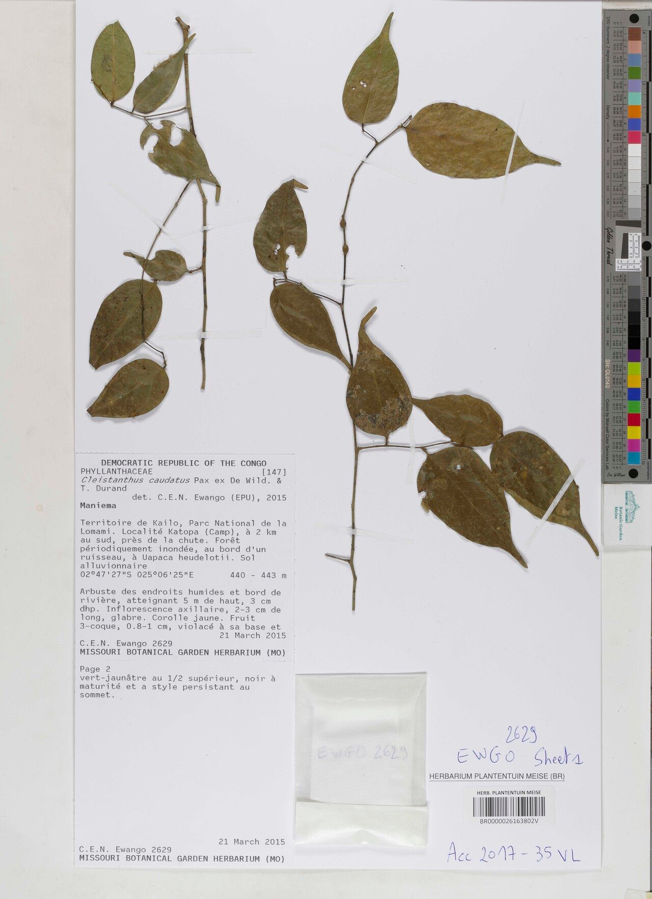 Cleistanthus caudatus other