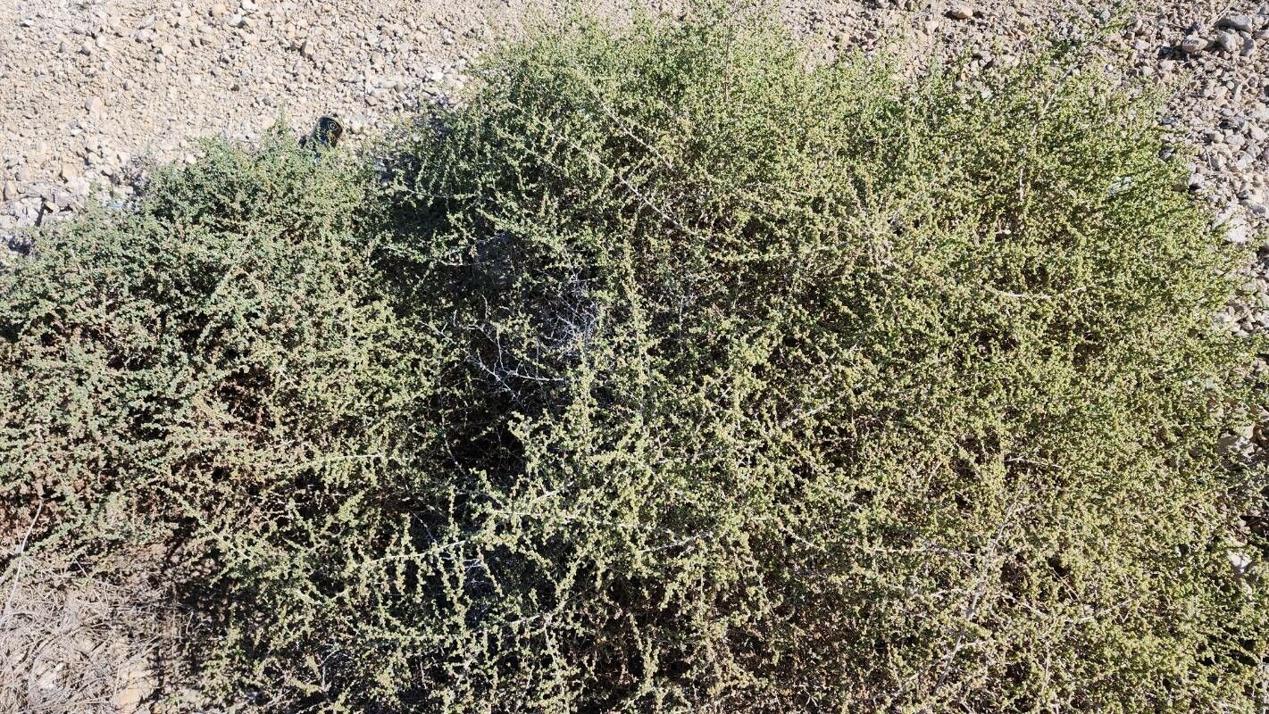 Salsola drummondii habit