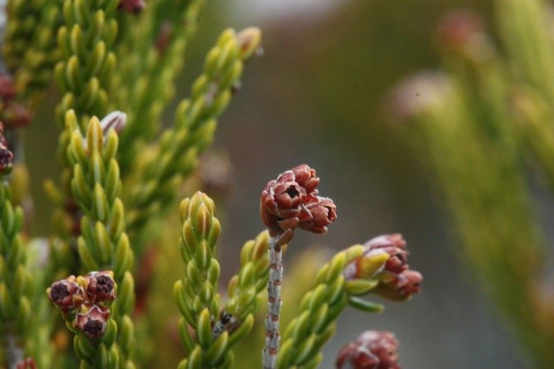 Erica reunionensis flower