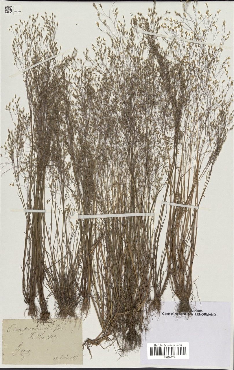 Aira provincialis leaf