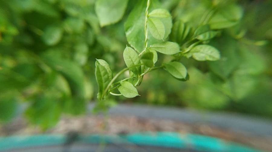 Merremia tridentata leaf