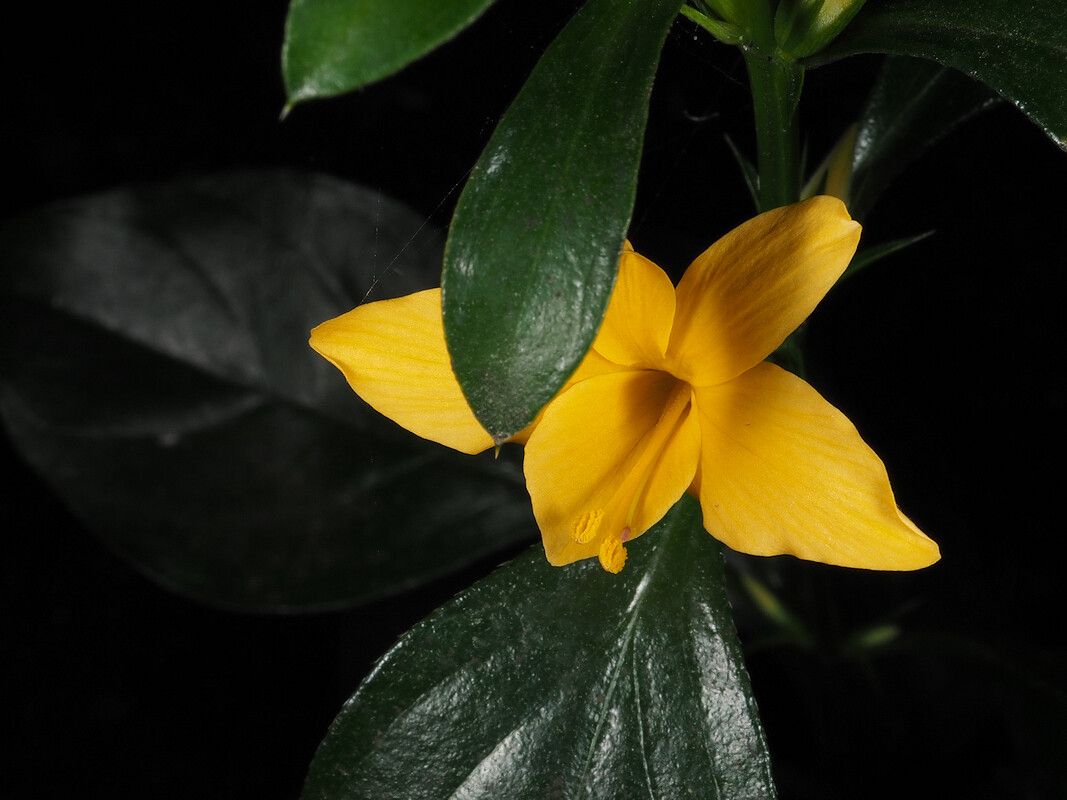 Barleria prionitis flower