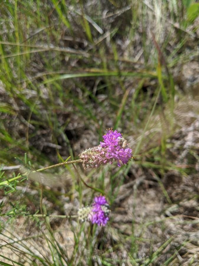 Dalea compacta flower