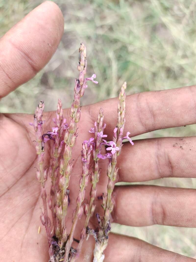 Striga gesnerioides flower