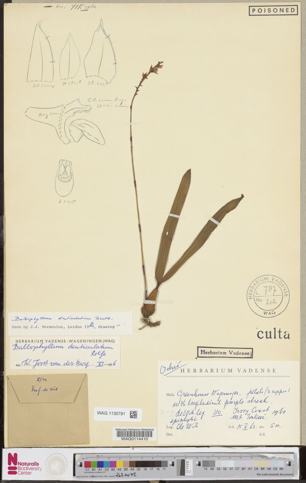 Bulbophyllum denticulatum — houseplant care guide