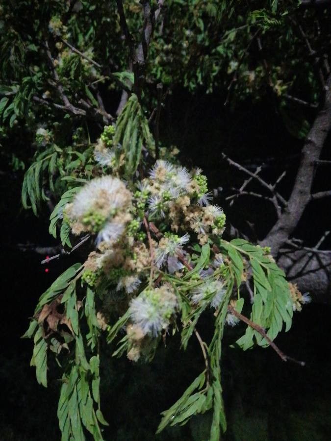 Albizia carbonaria flower