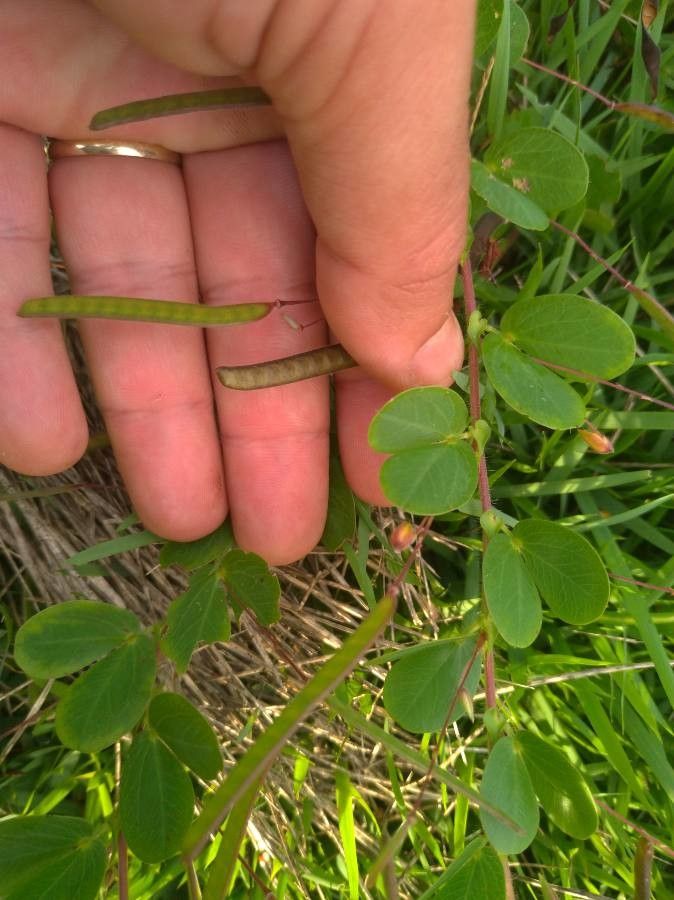 Chamaecrista rotundifolia fruit