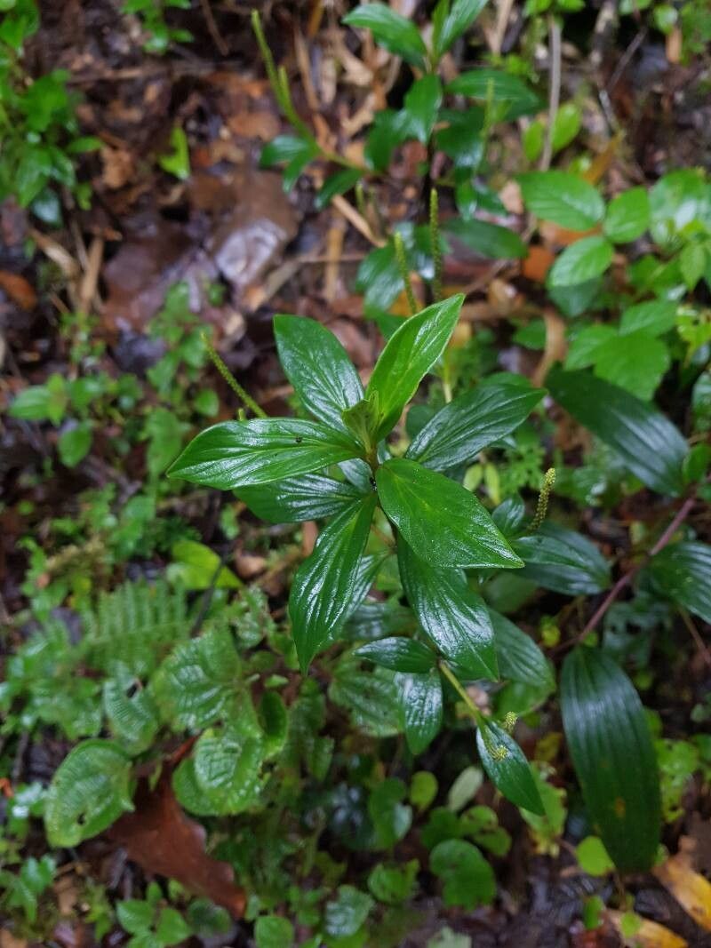 Peperomia saligna — houseplant care guide