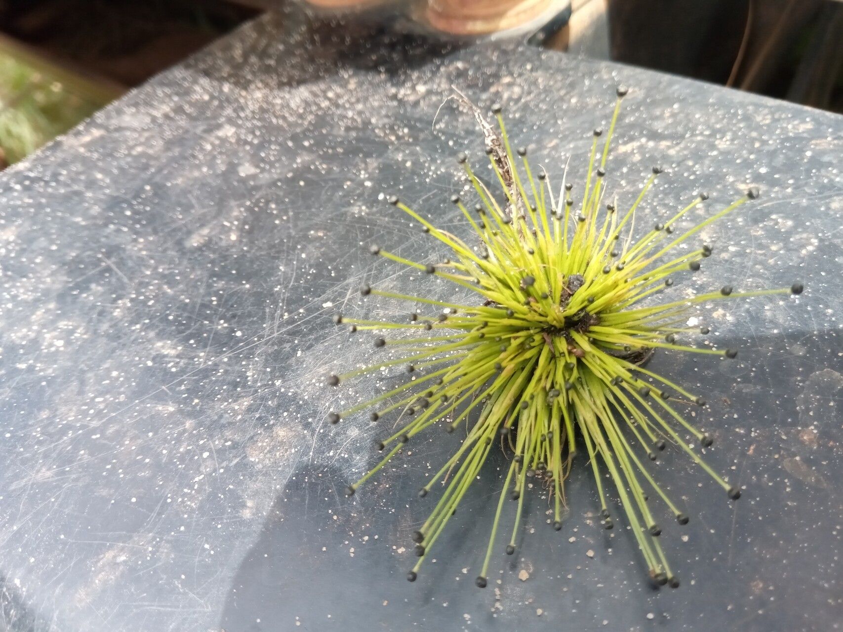 Eriocaulon abyssinicum — related species from the same genus