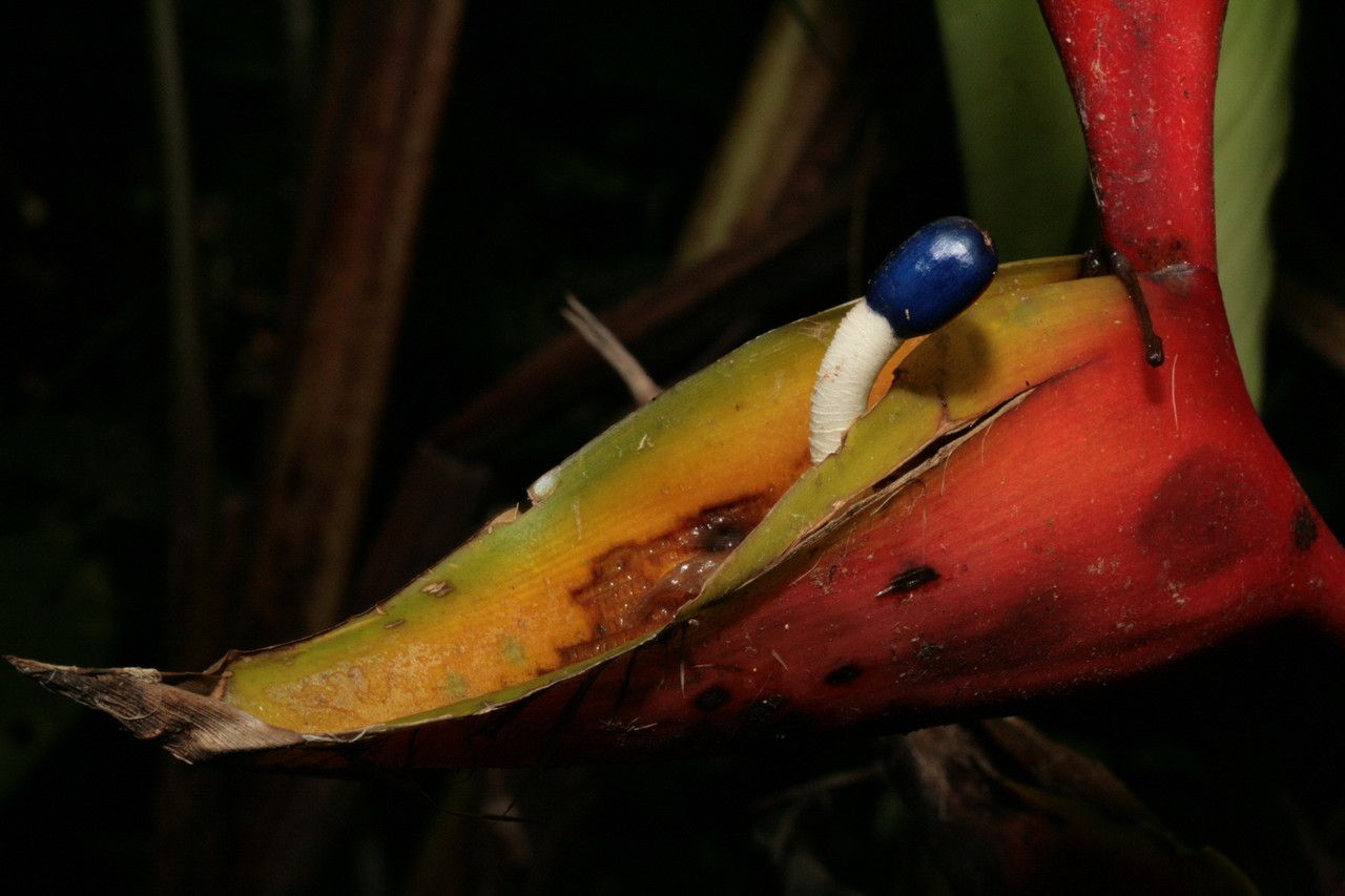 Heliconia bihai flower