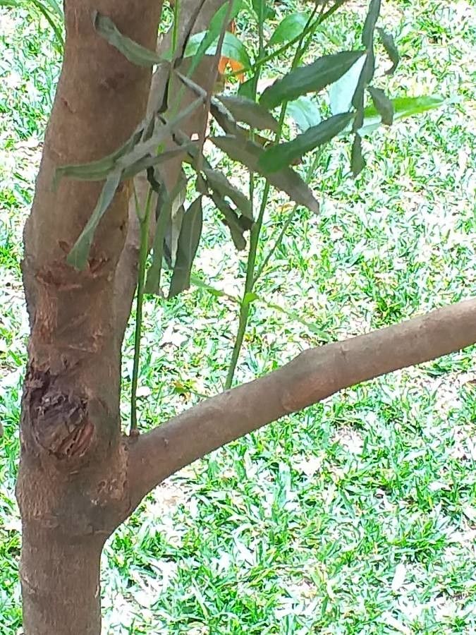 Filicium decipiens bark