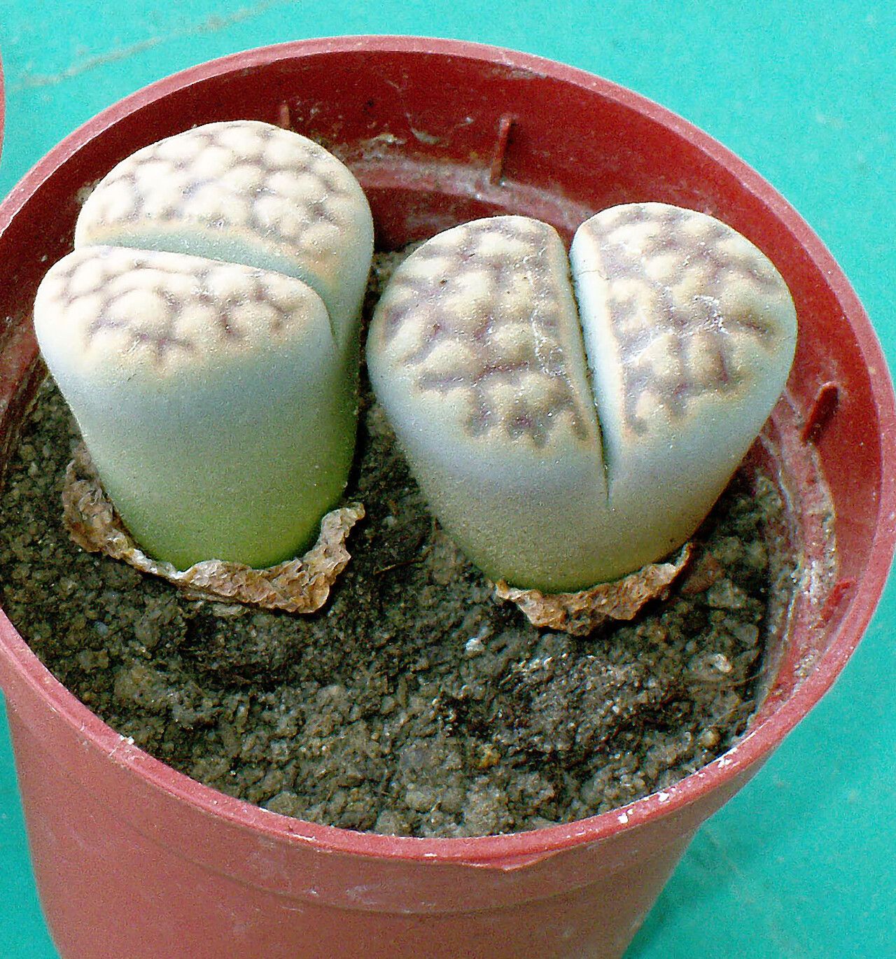Lithops marmorata leaf