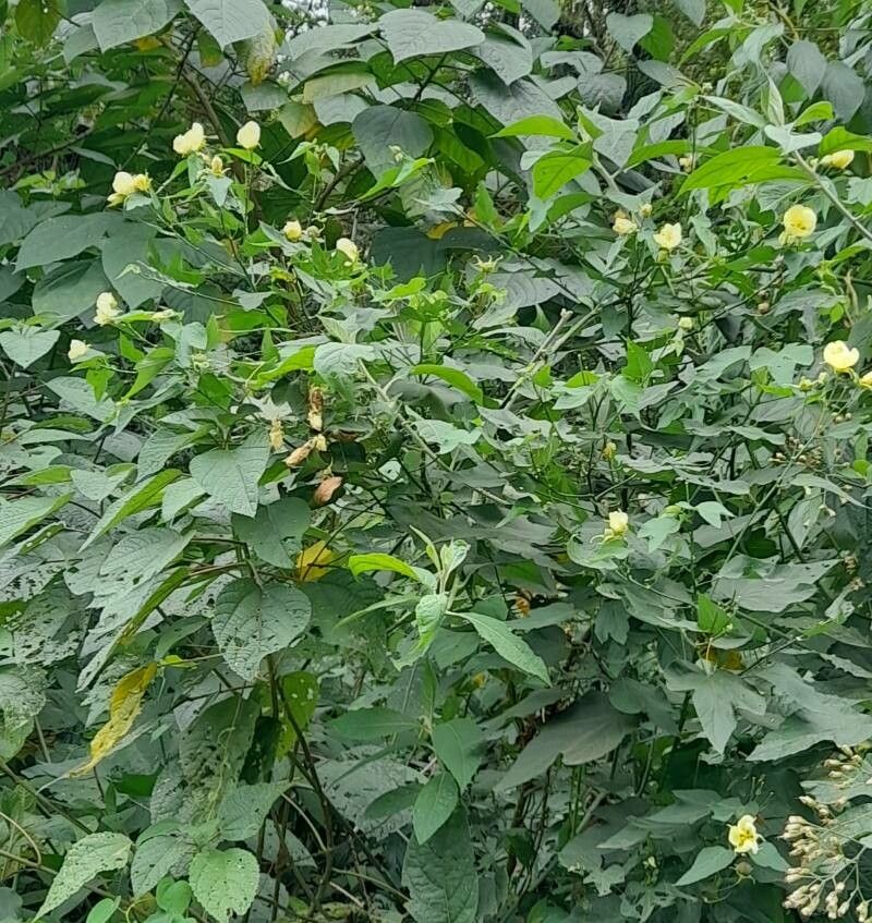 Callianthe nivea habit