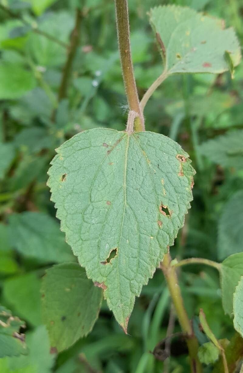 Urolepis hecatantha — houseplant care guide