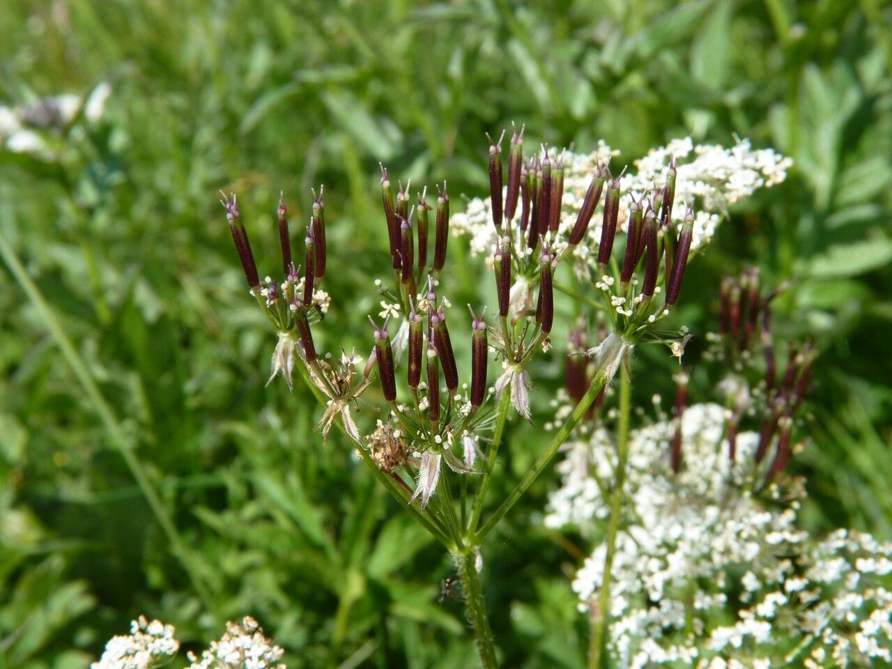 Chaerophyllum villarsii fruit