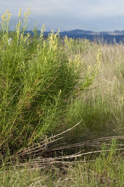 Oxytenia acerosa habit
