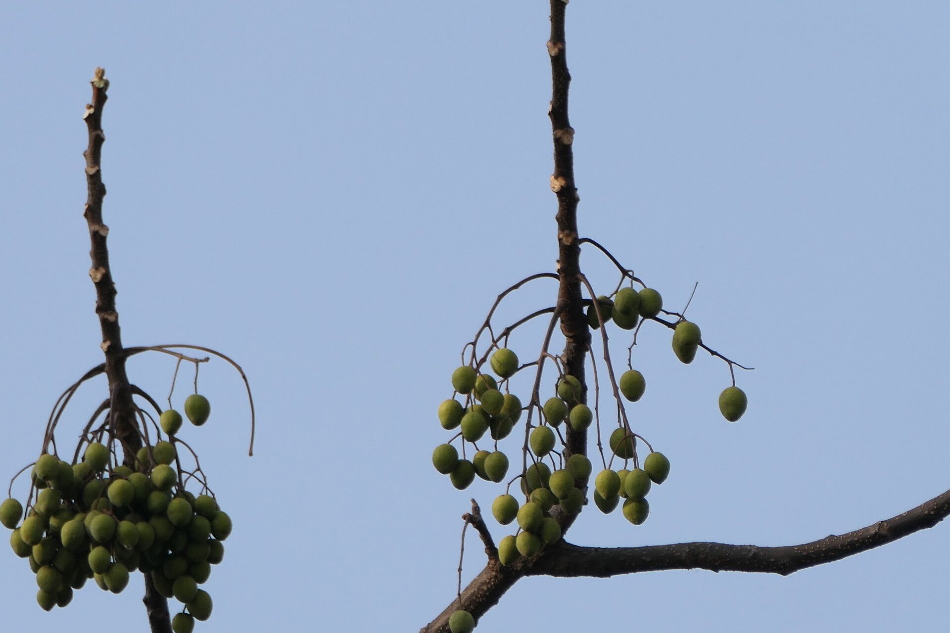 Melia dubia fruit