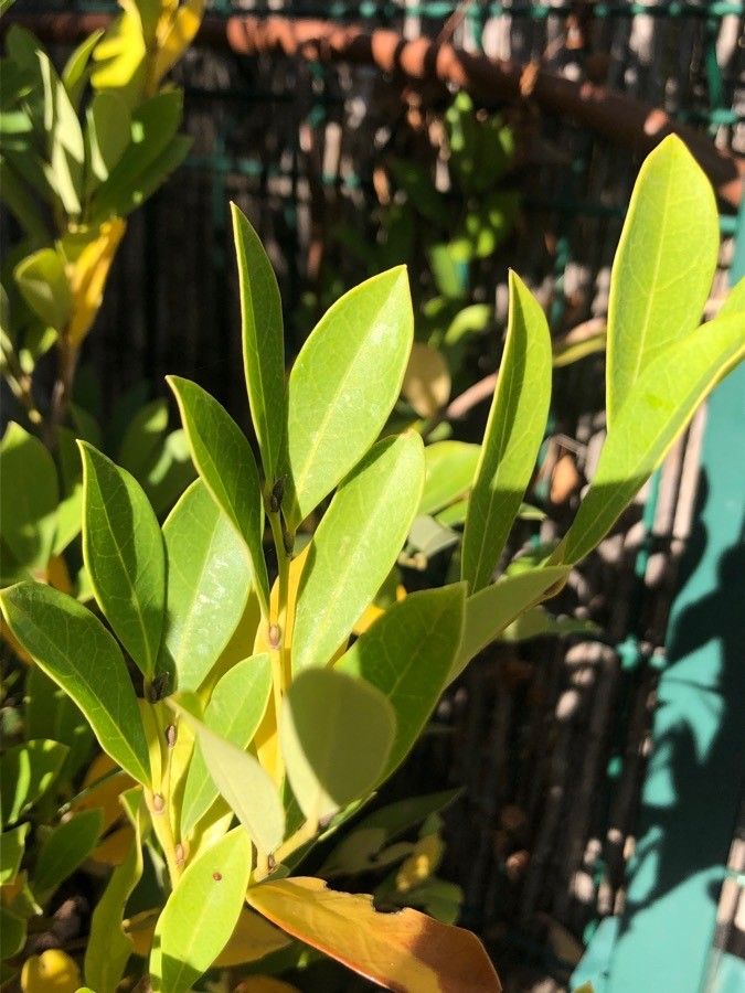 Distylium myricoides — search result for 'Hamamelidaceae'