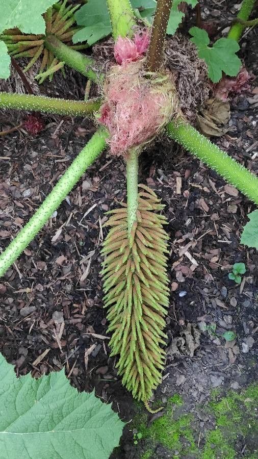 Gunnera manicata flower