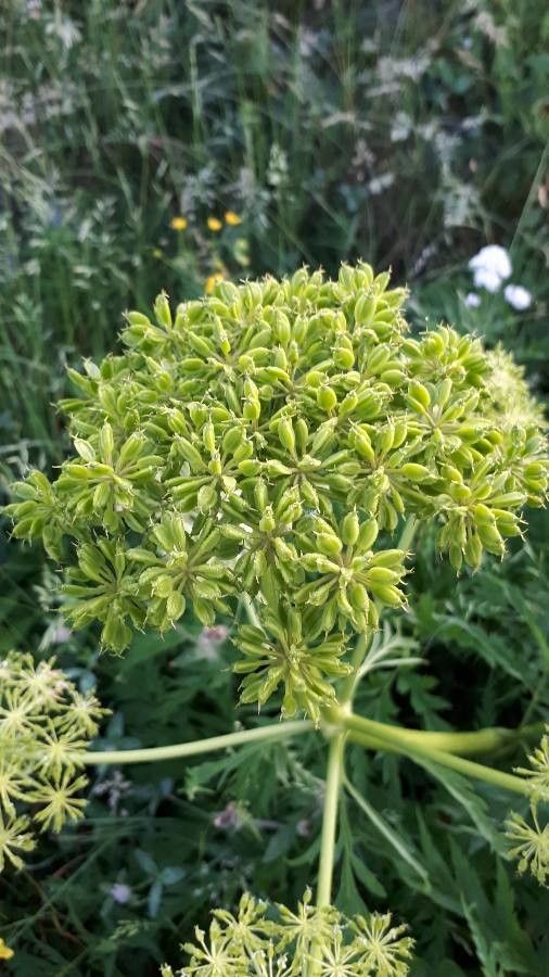Molopospermum peloponnesiacum fruit
