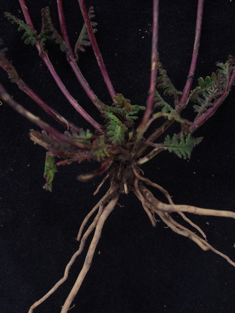 Pedicularis roylei — houseplant care guide