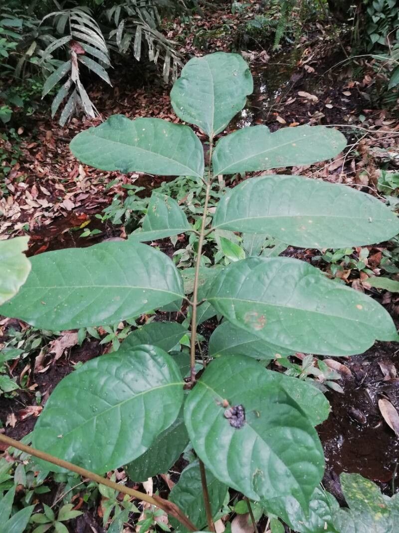 Pachylobus macrophyllus leaf