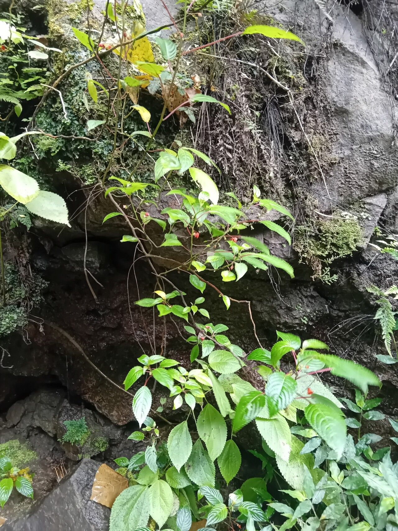 Impatiens thomensis habit