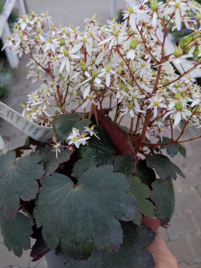 Saxifraga cortusifolia — search result for 'Saxifraga'