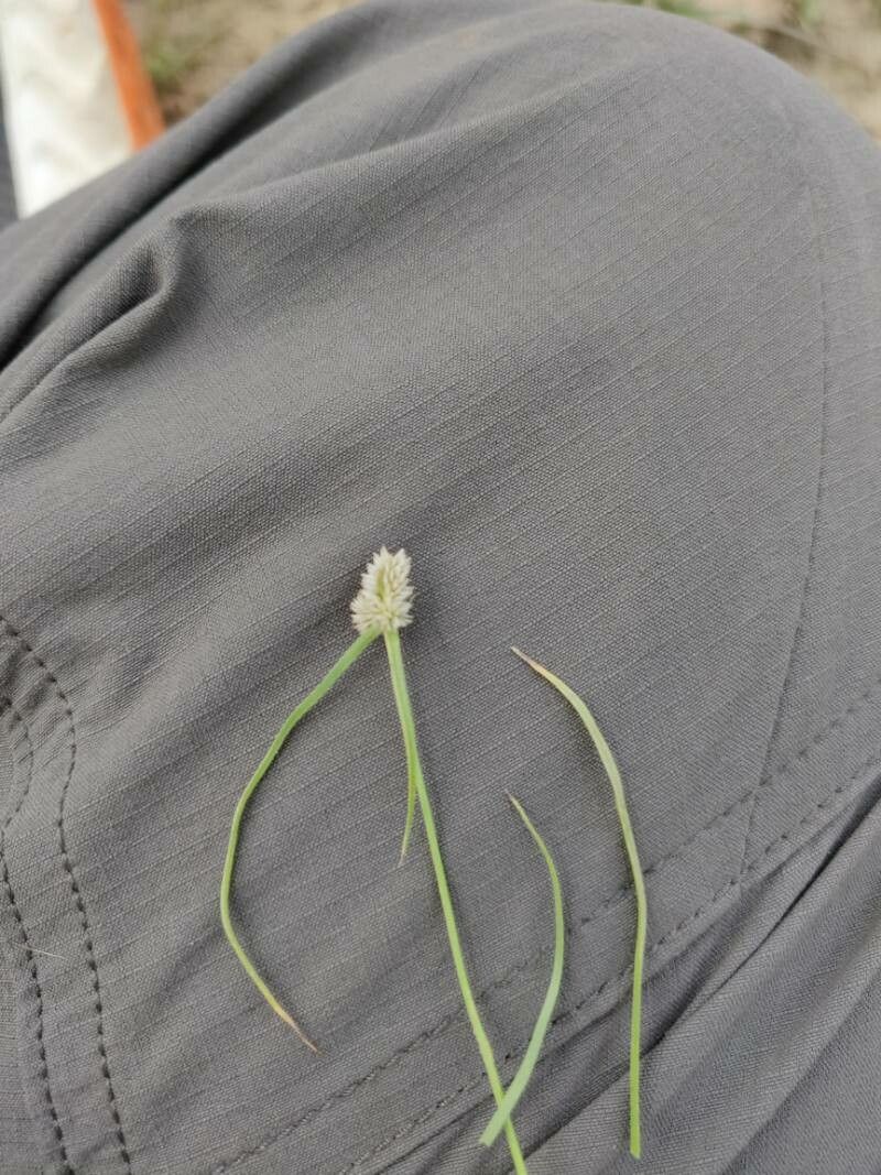 Kyllinga bulbosa fruit