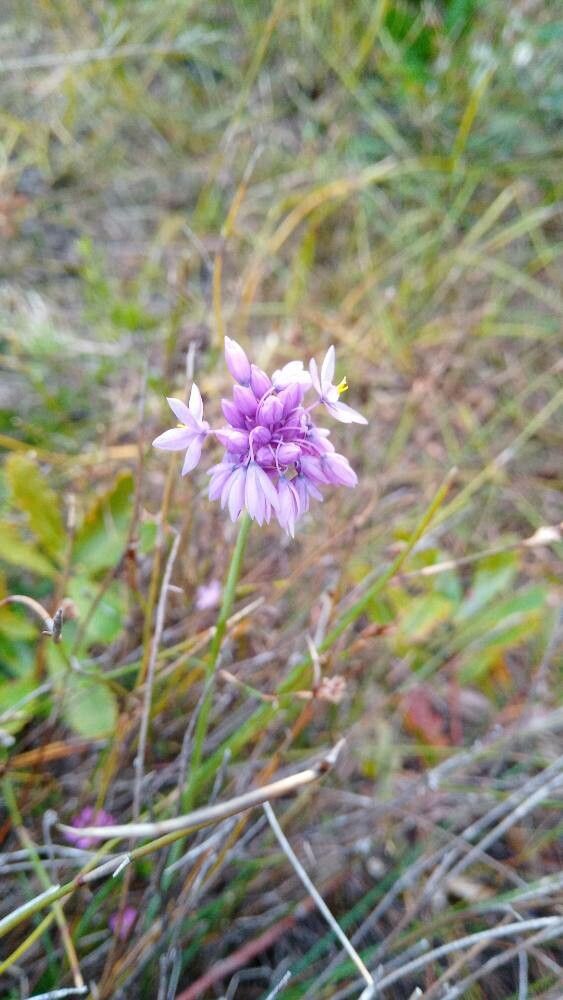 Sowerbaea juncea — related species from the same genus