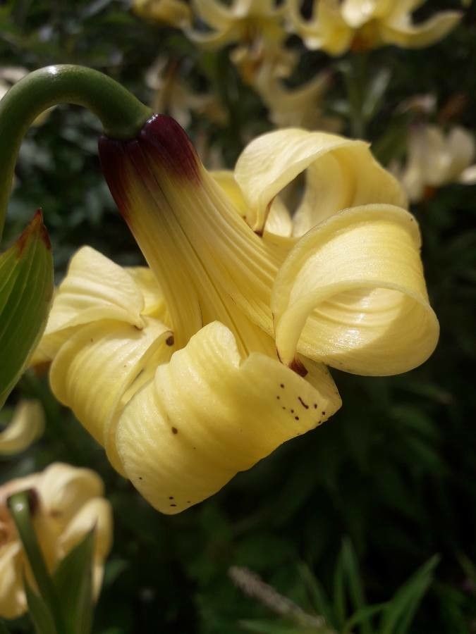 Lilium monadelphum flower