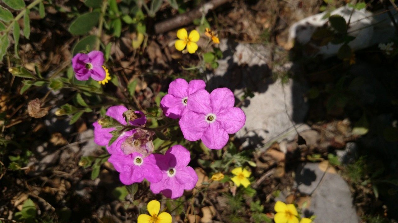 Hunzikeria texana habit