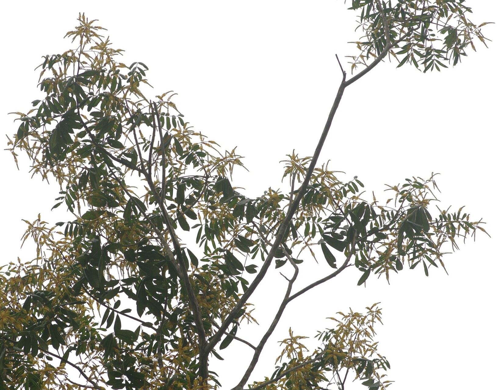 Tachigali micropetala habit