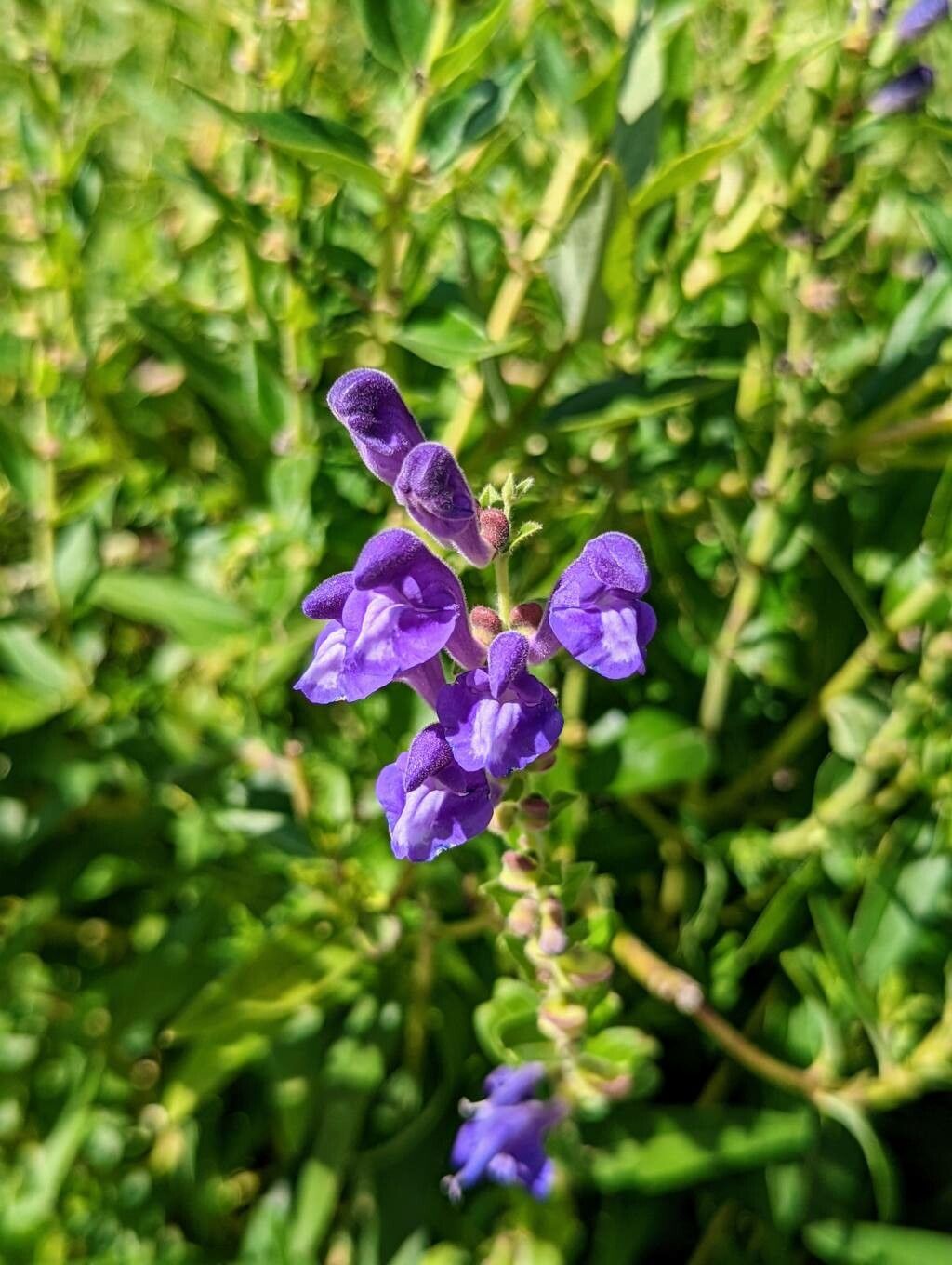 Scutellaria baicalensis flower