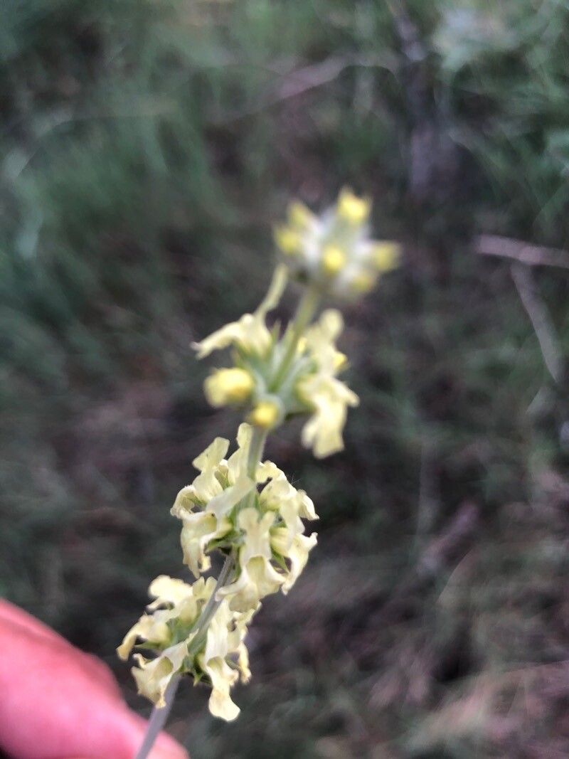 Sideritis incana flower