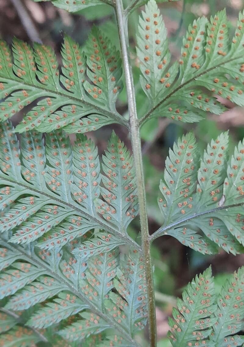 Parapolystichum effusum fruit