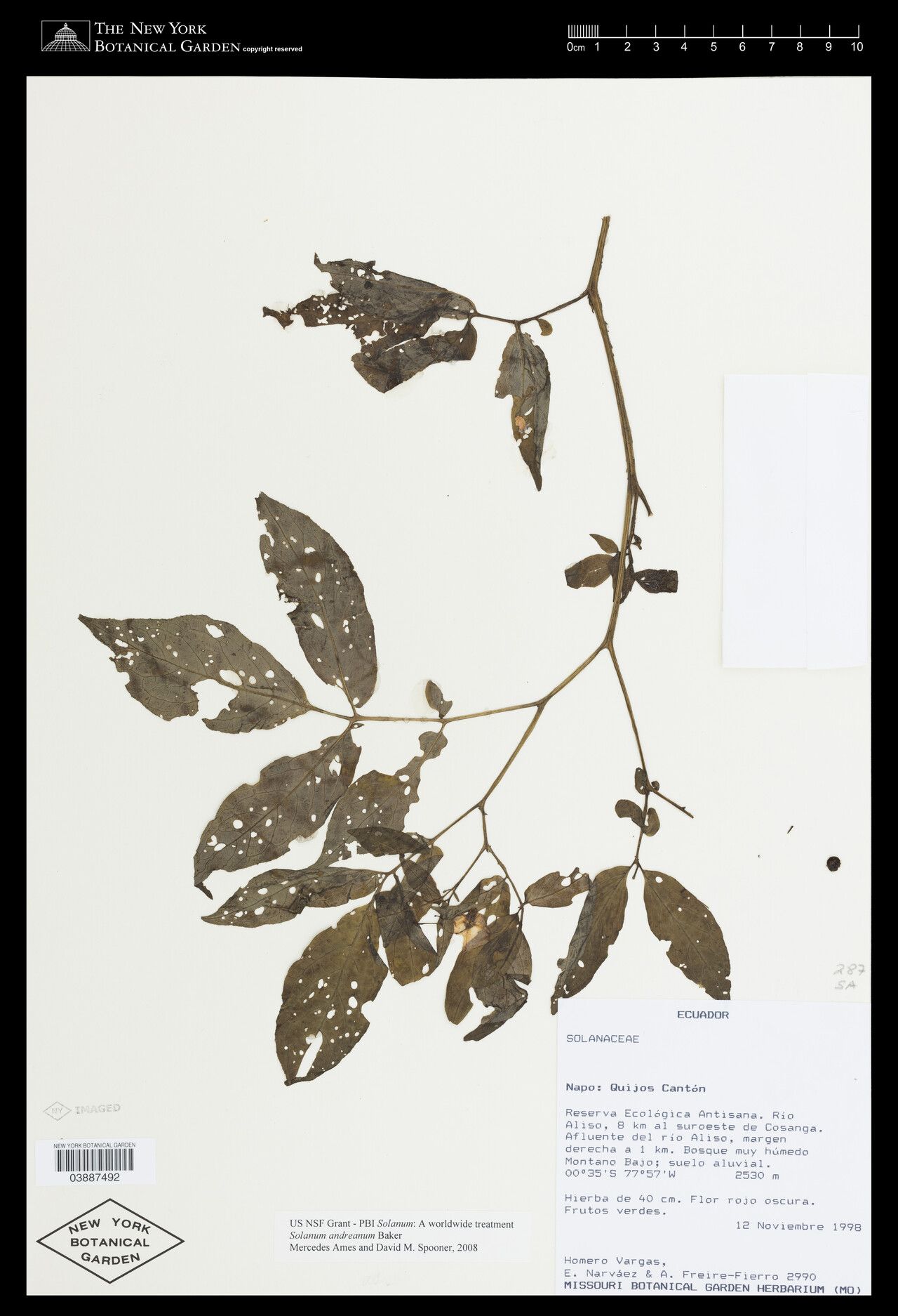 Solanum andreanum — houseplant care guide
