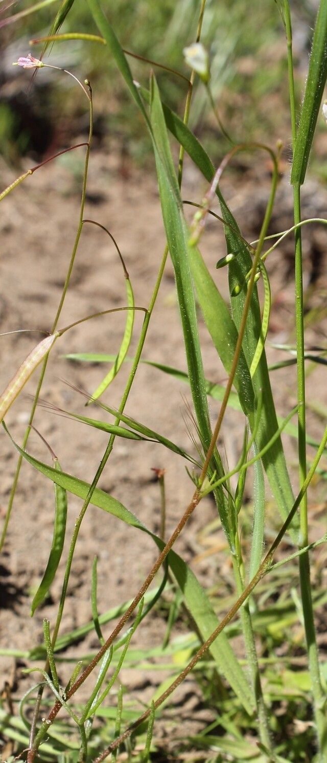 Bromus pectinatus fruit