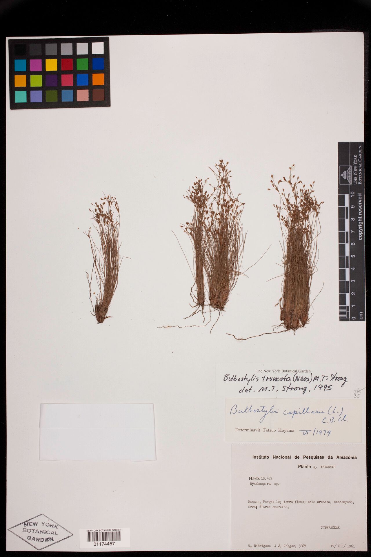 Bulbostylis truncata — houseplant care guide