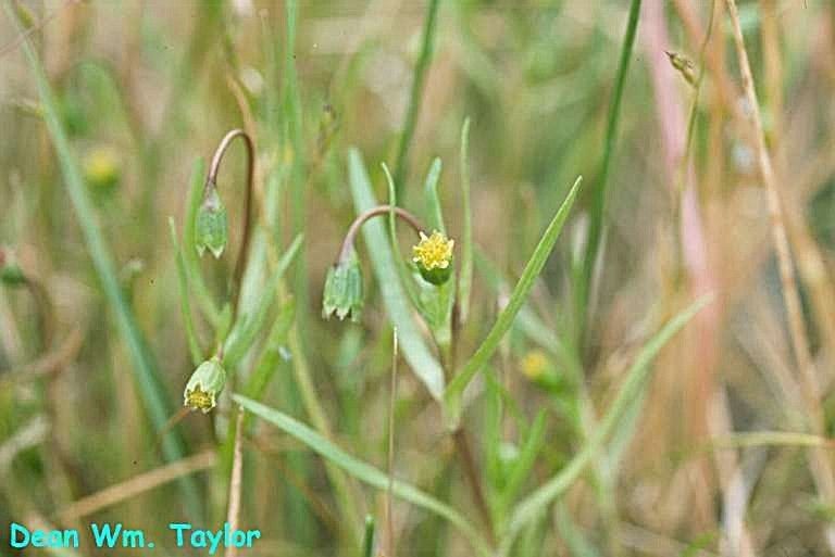 Lasthenia glaberrima habit
