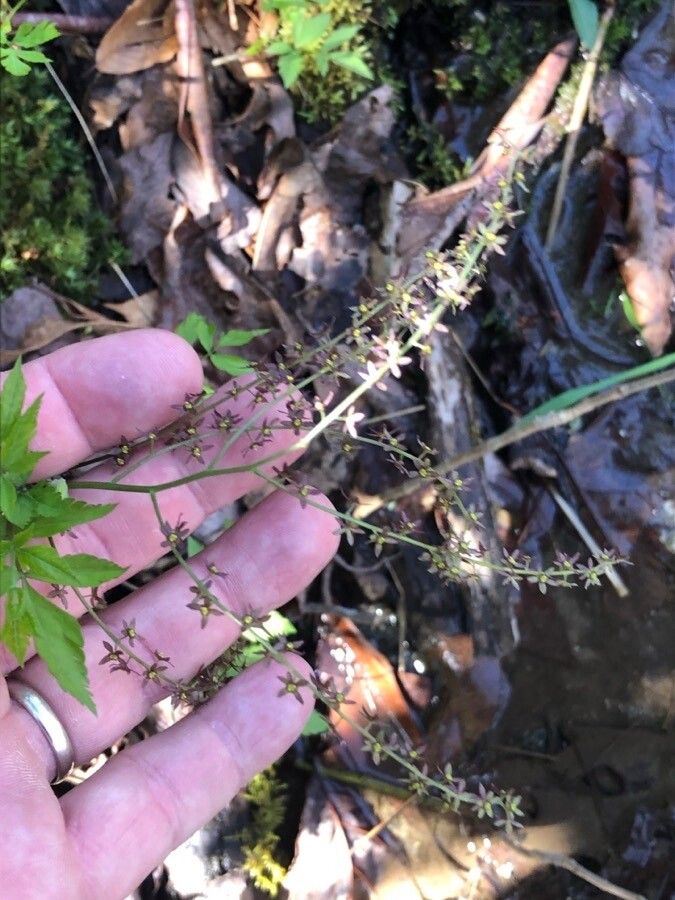 Xanthorhiza simplicissima flower